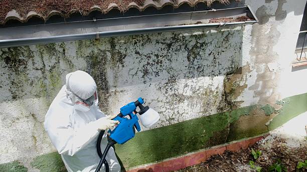 Mold Removal service in Princeton